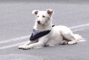Զևսը
